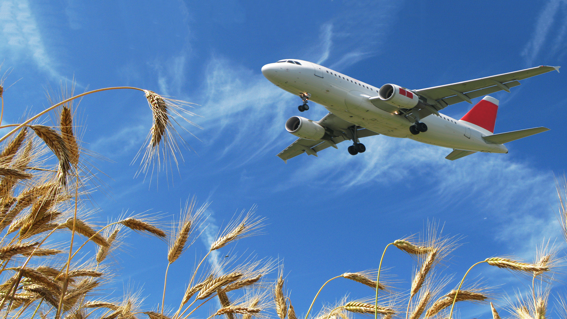 Un aereo sorvola un campo di grano sotto al cielo azzurro