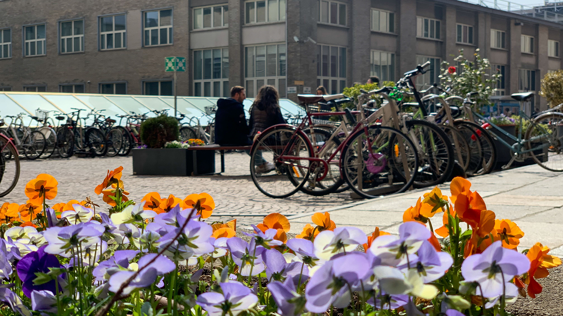 Foto degli spazi di Ateneo con biciclette e fiori in primo piano