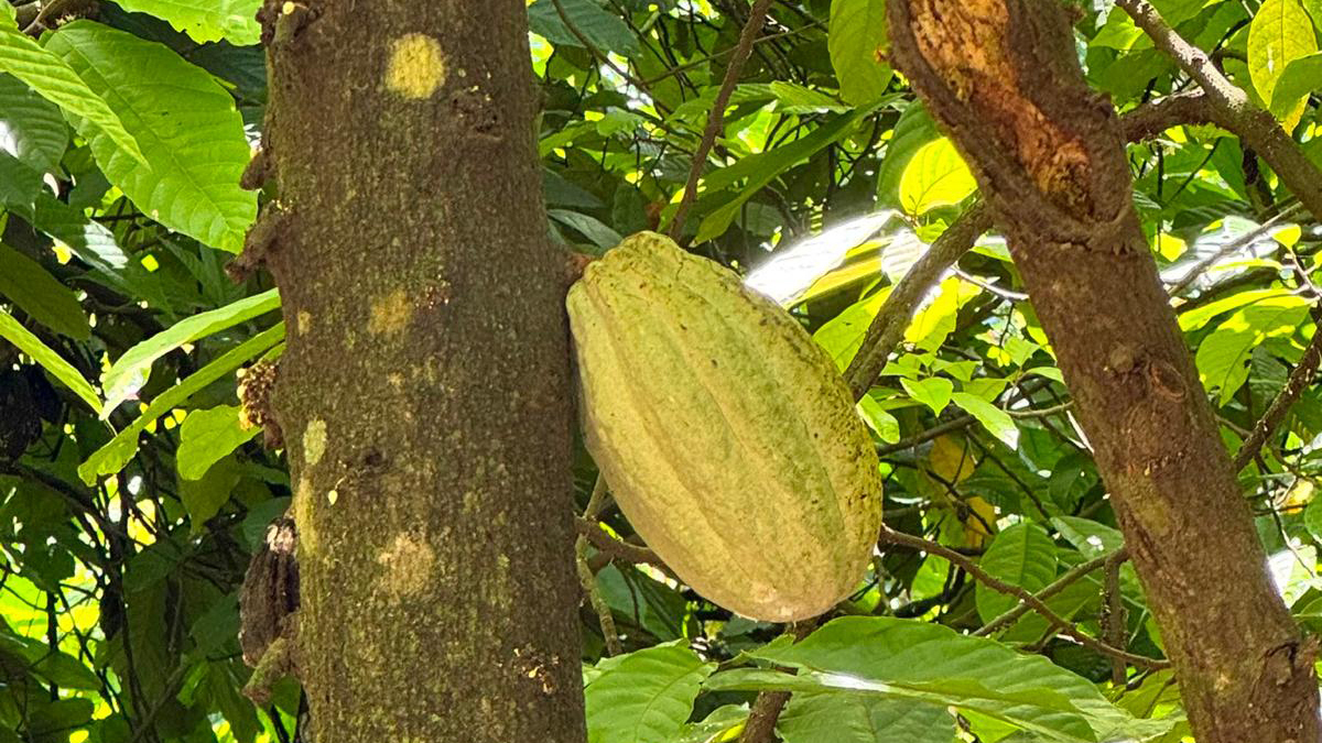 Cacao Ancestral.jpg