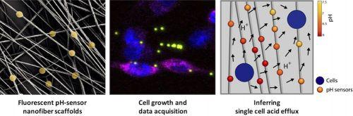 Figura che spiega il processo di ricerca sui tumori al pancreas con immagini di cellule