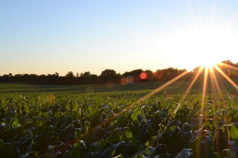 crop