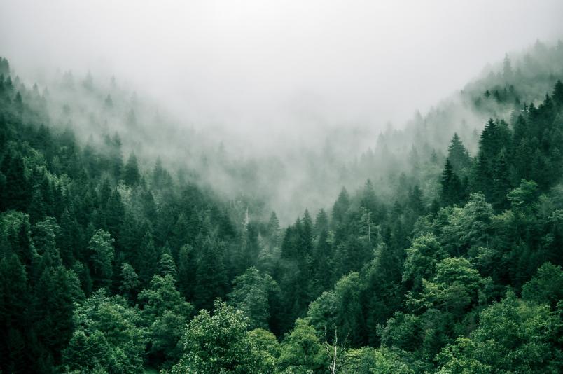 Foto di una foresta avvolta nella nebbia