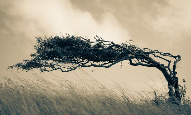Resiliage