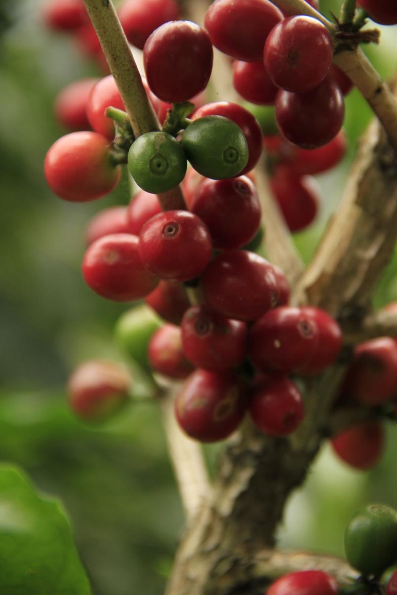 piantagione-caffè.jpg
