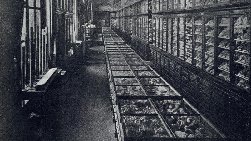 Foto di archivio in bianco e nero del museo geomineralogico del Valentino