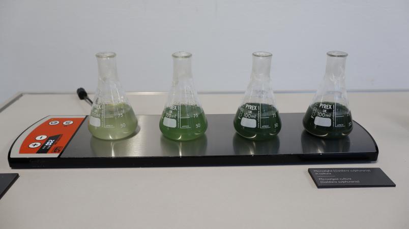 Glass bottles containing microalgae culture