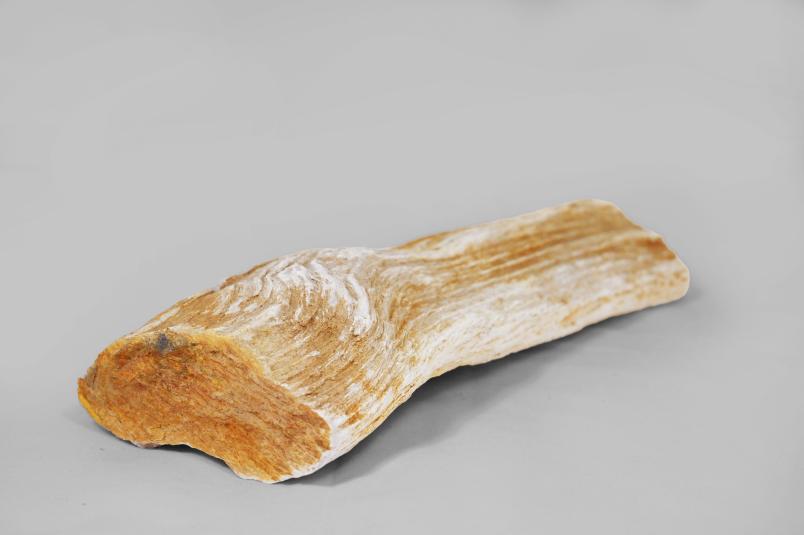 GESSO PSEUDOMORFO DI LEGNO