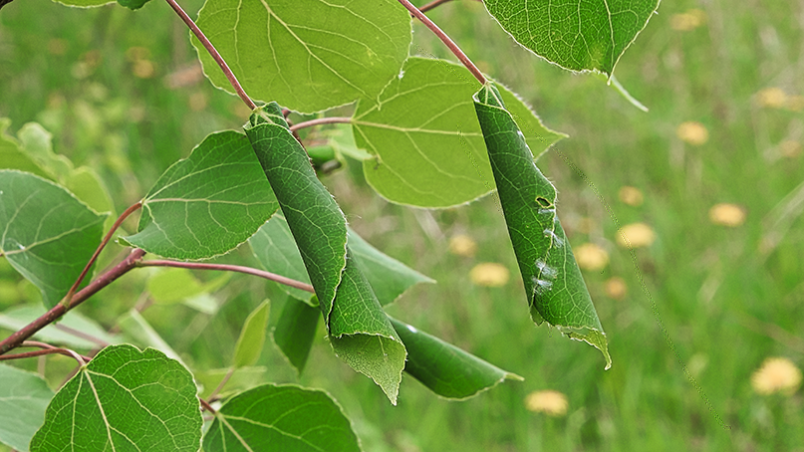 EIC LEAF heu