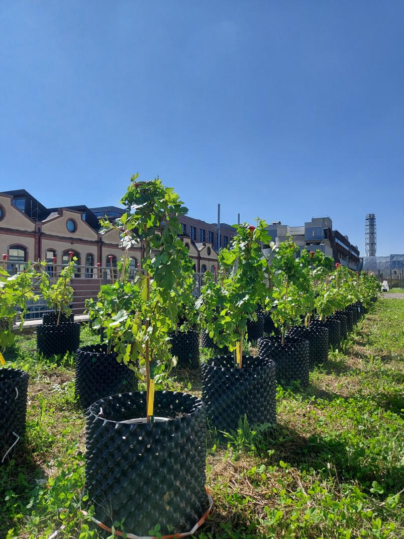 La vigna al Politecnico
