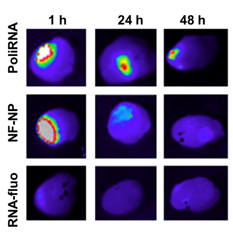 Biodistribuzione delle nanoparticelle funzionalizzate di PoliRNA nel tessuto cardiaco.png