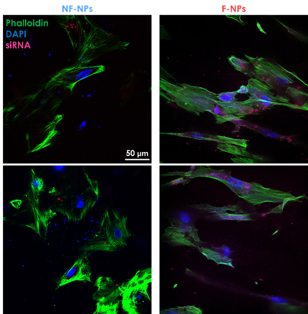 Immagini in immunofluorescenza relative ai test di internalizzazione cellulare delle nanoparticelle ibride.png