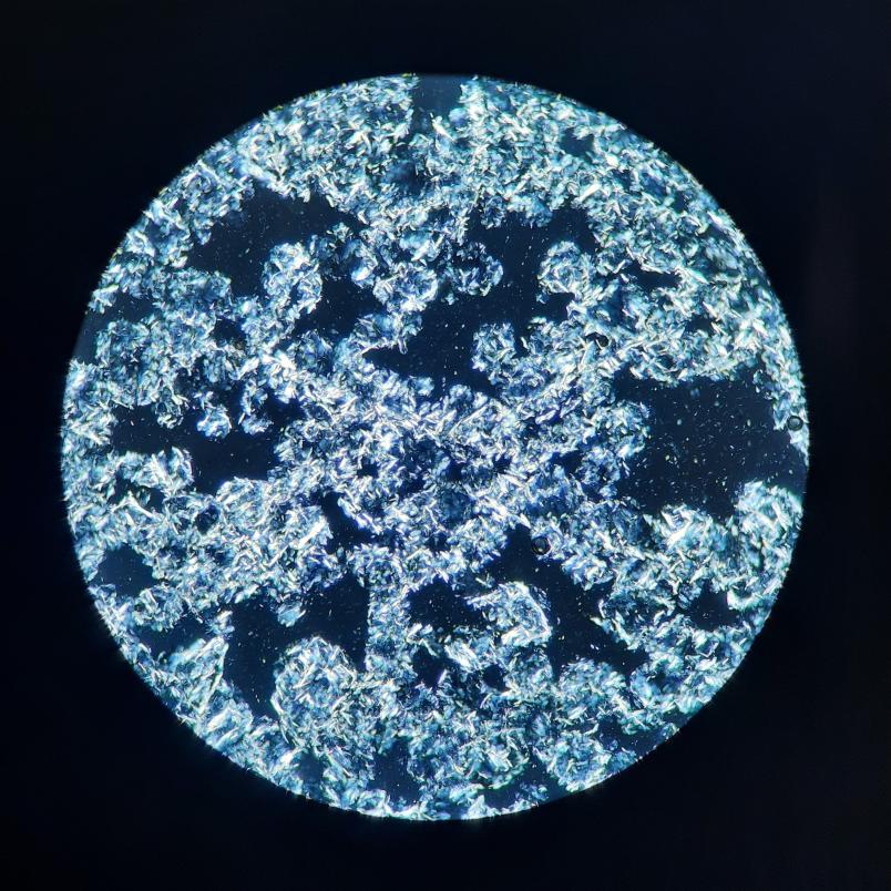 Micrografia dell'estratto lipidico di crusca di riso, osservato al microscopio