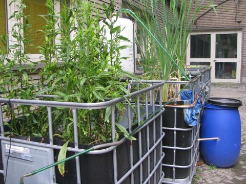 Impianto fitodepurazione del Laboratorio di Ecologia