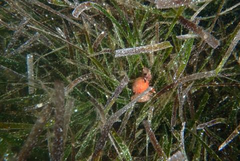 Posidonia