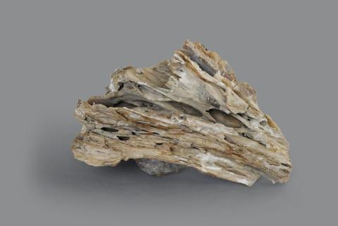 BRECCIA ossifera (GP-0075)