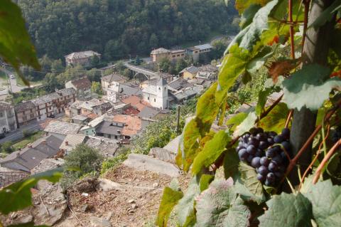 Vigneti eroici di Pomaretto