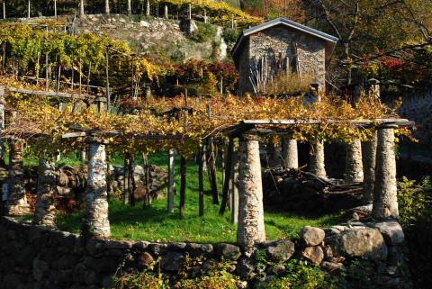 I vigneti di Carema