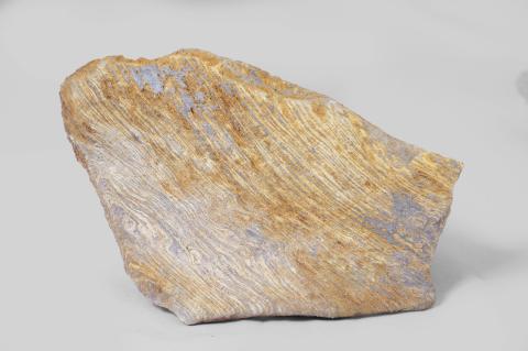 Calcare in facies di flysch (Eocene) (GP-0003)
