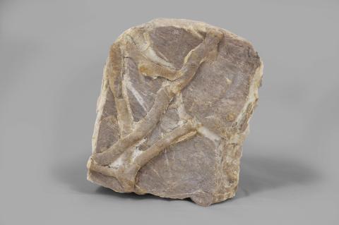 Impronte di vermi nell'arenaria (Eocene) (GP-0134)