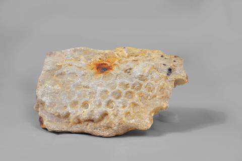Paleodyction sp. su arenaria (Miocene) (GP-0138)