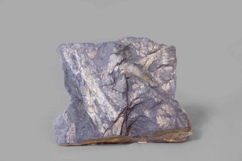 SCISTO filladico a pteris sp. (carbonifero) (GP-0108)