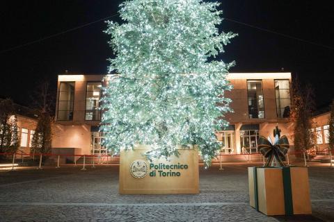 L'albero nel cortile dell'Aula Magna
