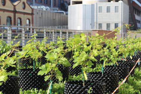 Filari su coperture aule I