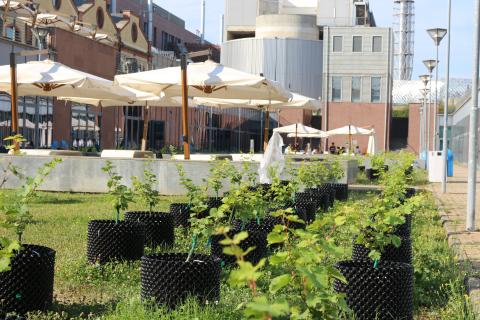 Filari su cortili aule I