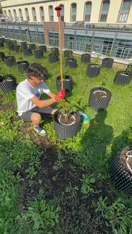 Fase di lavorazione vigna