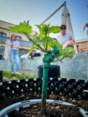 Particolare barbatelle