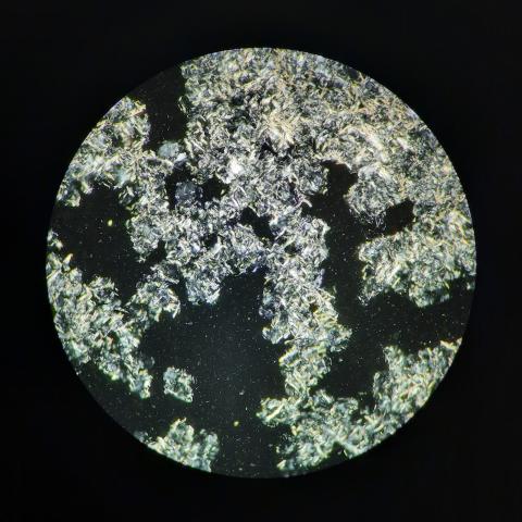 L'estratto lipidico di crusca di riso osservato al microscopio