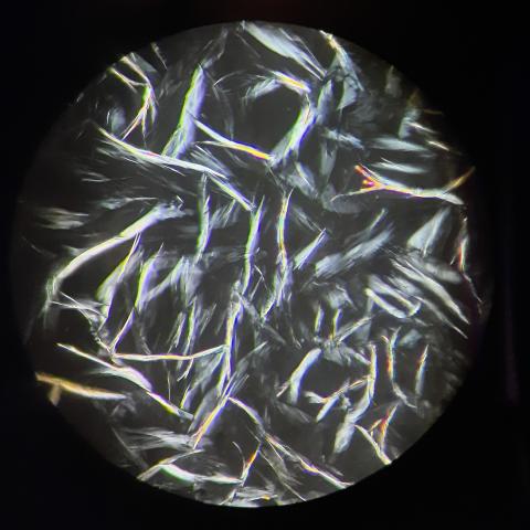 L'estratto lipidico di crusca di riso osservato al microscopio
