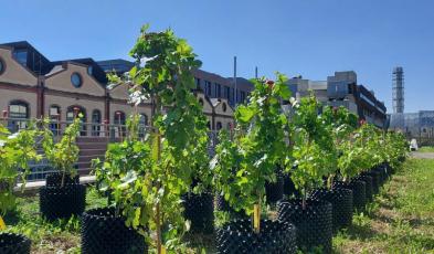 Campus Grapes