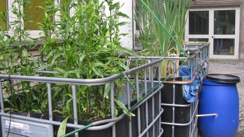 Impianto fitodepurazione del Laboratorio di Ecologia
