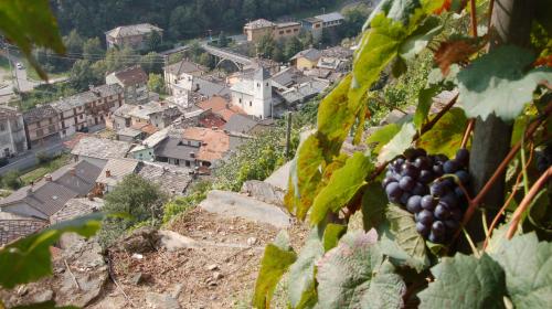 Vigneti eroici di Pomaretto