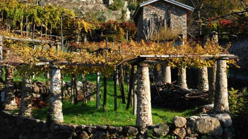 I vigneti di Carema