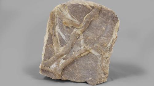 Impronte di vermi nell'arenaria (Eocene) (GP-0134)