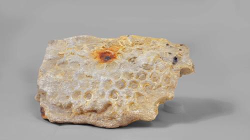 Paleodyction sp. su arenaria (Miocene) (GP-0138)