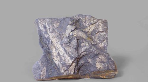 SCISTO filladico a pteris sp. (carbonifero) (GP-0108)