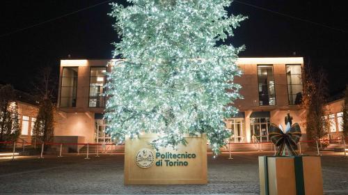 L'albero nel cortile dell'Aula Magna
