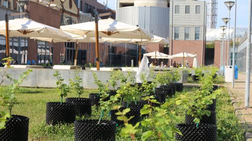 Filari su cortili aule I