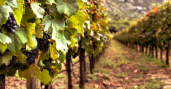 progetti IN-VITE e AgriCAM.png